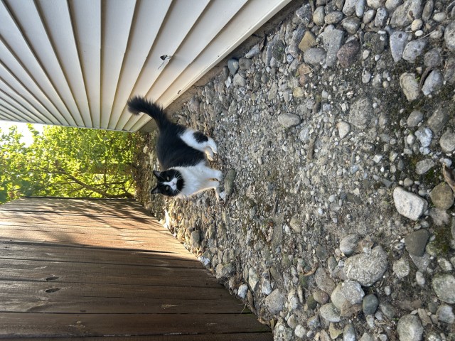 Black and white tuxedo cat standing on some gravel rocks with trees in the background.